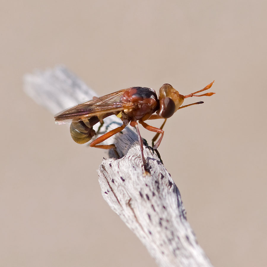 Conops elegans